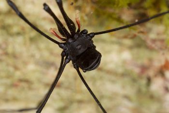 Media type: image;   Invertebrate Zoology 29217